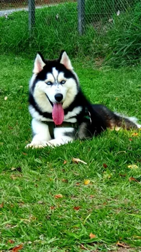 Husky siberiano puro olhos azuis