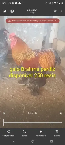 Galo Brahma