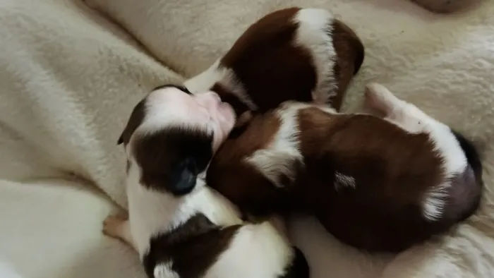 Filhote de Shihtzu Pronta Entrega dia dos Pais