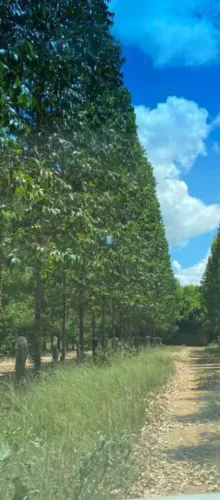 Floresta de eucaliptos clone em Minas Gerais !!!980 Hectares!!