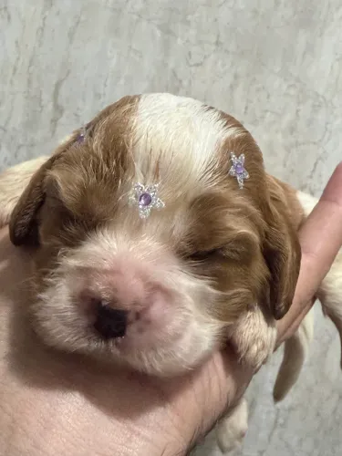 Filhotinhos de Cavalier king Disponíveis