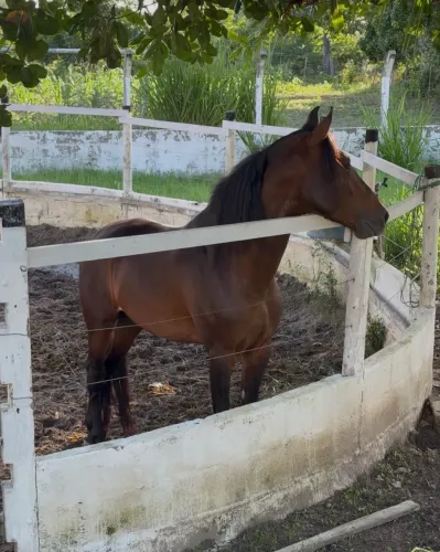 Cavalo - Mangalarga - filho de Campeão Nacional