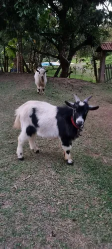 Mini Cabra Macho