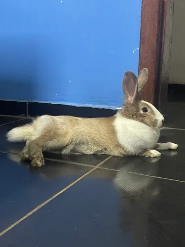 Coelho fêmea 6 meses