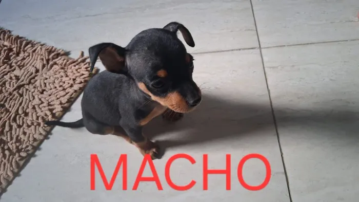 Vendo 2 pinscher N°02