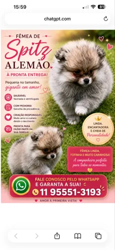 Spitz alemão fêmea