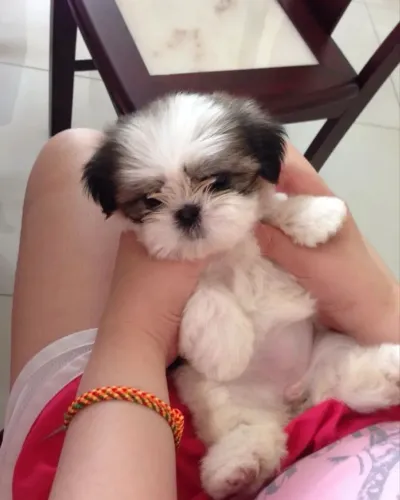 Shihtzu 