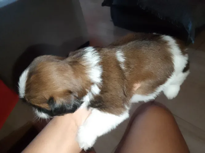 Cachorro Shitzu 