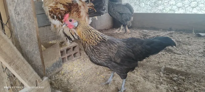Fêmea galinha raça Phoenix Golden