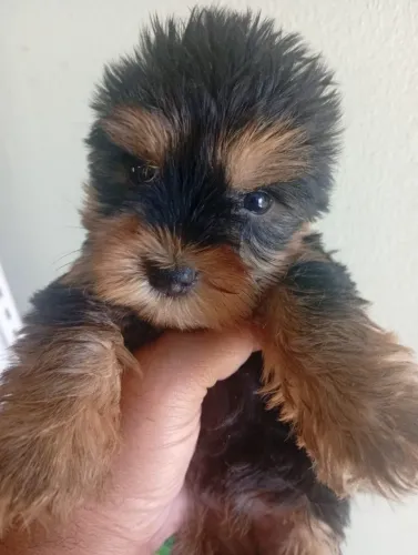 Yorkshire Terrier Filhote Disponível