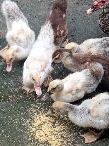 Aves Patinhos