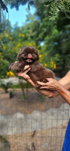 Shih tzu Chocolate Macho Solido