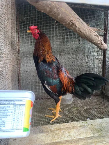 Galo mura 