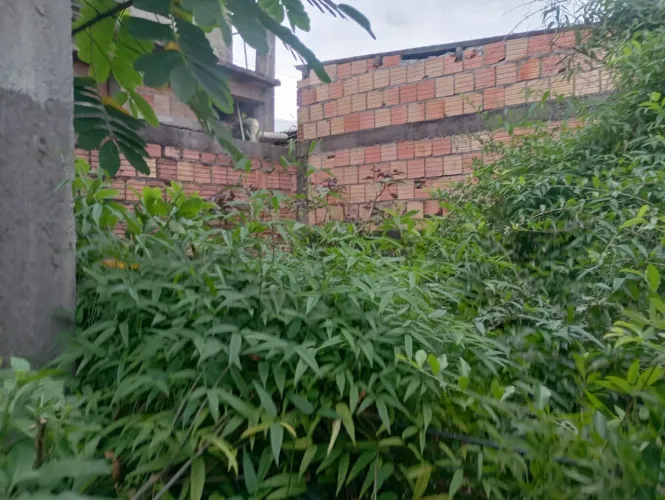 Venda de plantas medicinais.