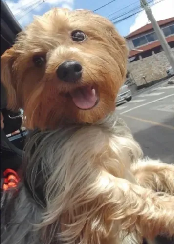 Cachorro 