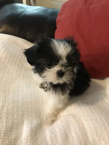 Shih Tzu fêmea preta e branca 