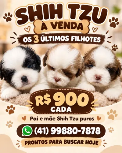 Filhotinhos de shih tzu