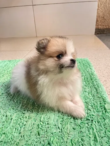 Lulu - da - pomerânia fêmea com 60 dia vermifugada e com primeira vacina tomada