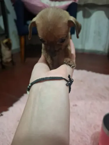 Pinscher machos 0