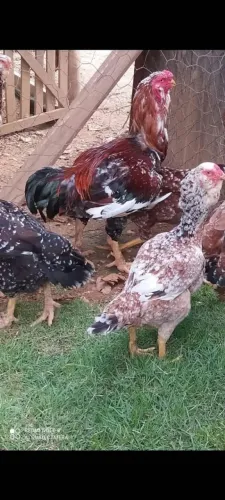 Vendo ovos galados raça Orloff importados
