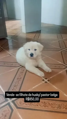 Filhotes de Husky/ pastor belga para venda