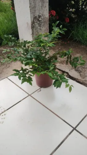 Muda de Jabuticaba