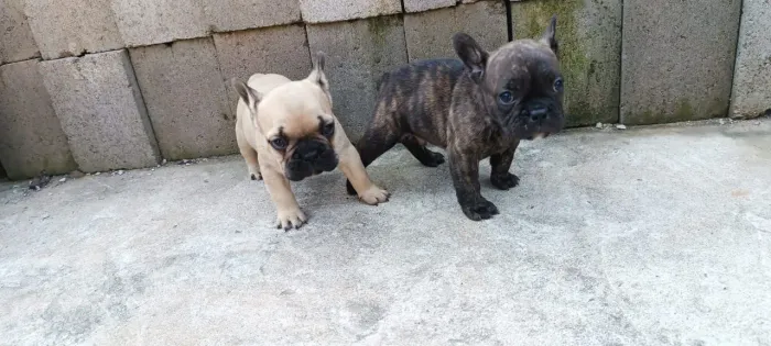 Bulldog Frances