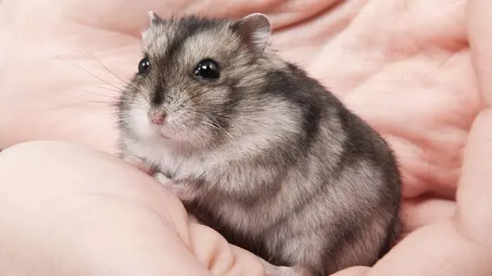 Hamster Anão Russo 