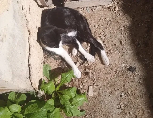 Gato para adoção
