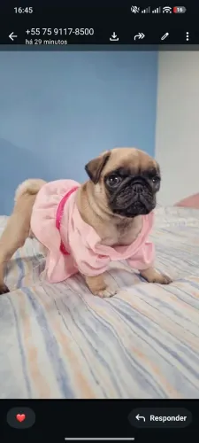 Pug fêmeas 