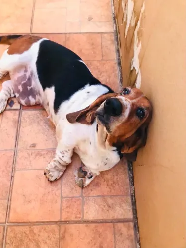 Basset Hound fêmea 