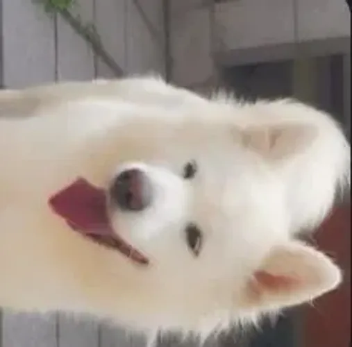 Samoieda femea adulta 