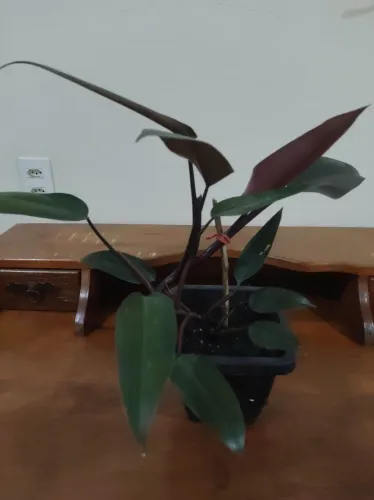 Planta - filodendro-roxo