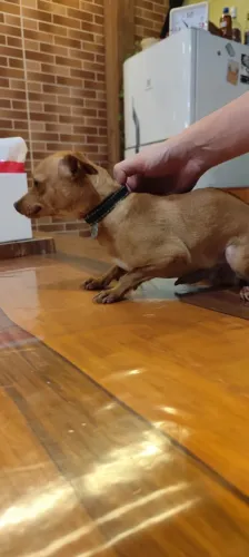 Pinscher masculino 
