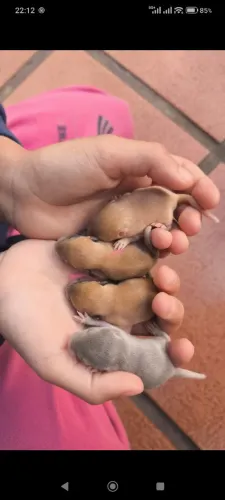 Esquilo da mangolia gerbil 