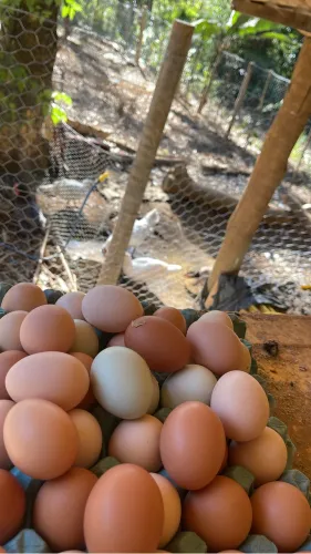 Ovos caipira 