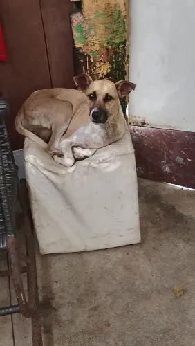 Cachorra belinha