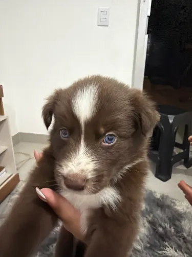 filhote de border collie
