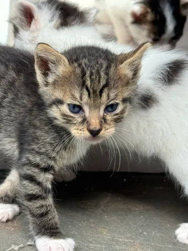 Doa-se gatinhos 