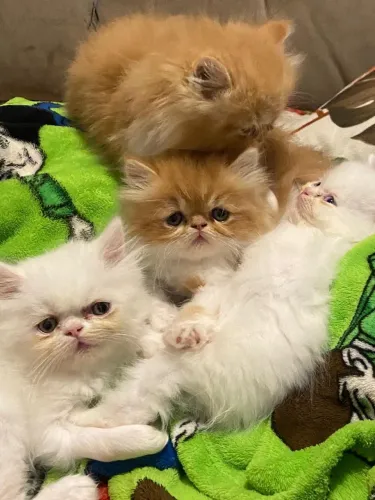 Gato persa