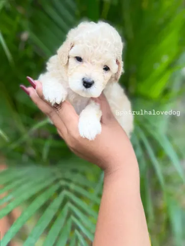 Filhotes de poodles disponíveis 
