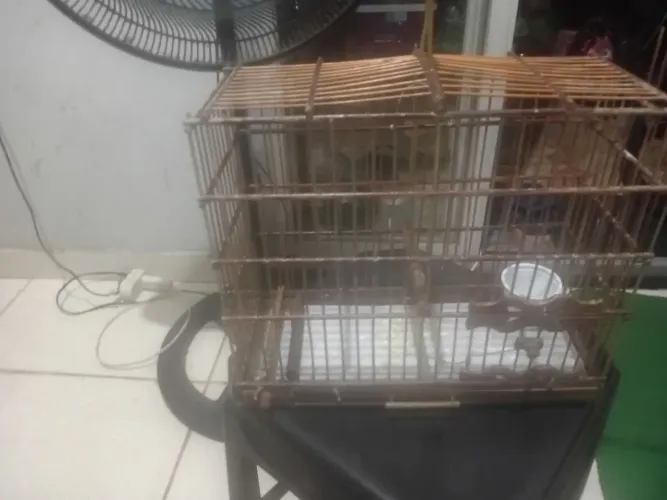 Gaiola boleada boa