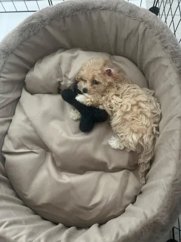 Poodle - Uma Surpresa Especial para o Dia dos Namorados