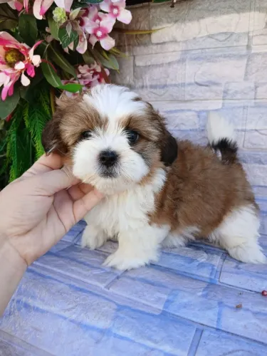 Shitzu machinho mini tricolor 