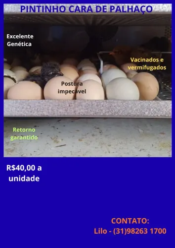 PINTINHO CARA DE PALHAÇO