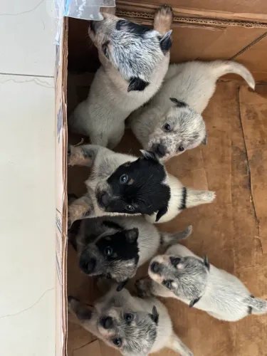 Vendo filhote de Blue Heeler 
