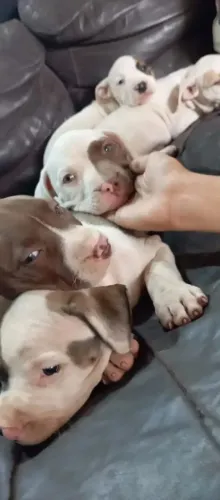 Filhotes de pitbull para doação