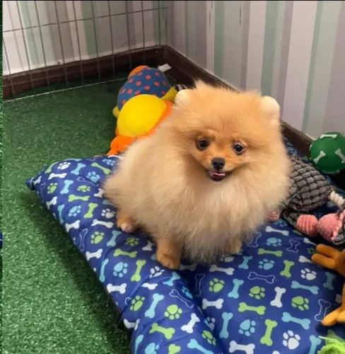 Filhote macho Spitz Alemao
