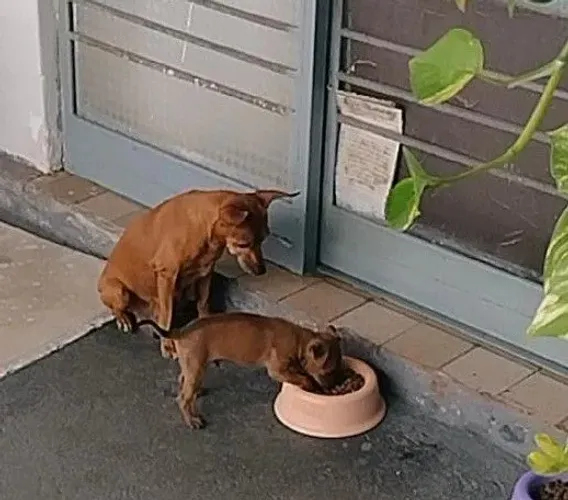 Venda de filhote de pinscher 