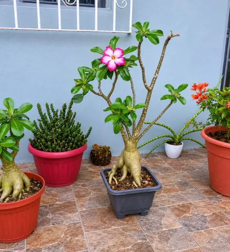 Rosa do Deserto